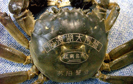 大閘蟹激光打標(biāo)展示